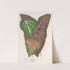 Caladium variétés by Charles Antoine Lemaire