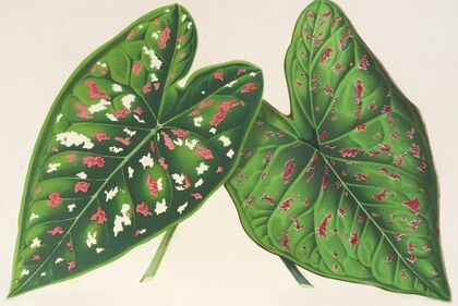 Caladium (variétés ou espèces nouvelles de)