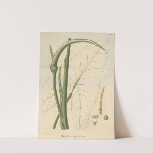 Caladium virginicum (1823) by William Jackson Hooker