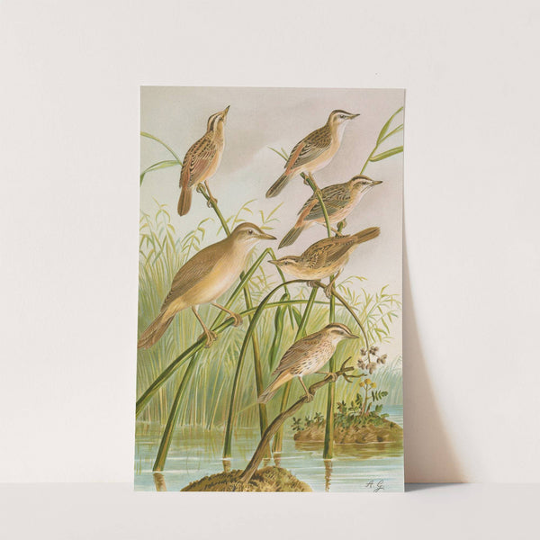 Calamodus schoenobaenus, aquaticus, arundinaceus by Johann Friedrich Naumann