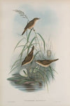 Calamoherpe arundinacea. Reed-Warbler. (1862-1873)