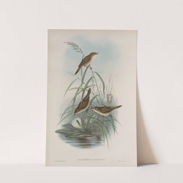 Calamoherpe arundinacea. Reed-Warbler. (1862-1873) by John Gould