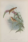 Calamoherpe palustris. Marsh-Warbler. (1862-1873)