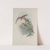 Calamoherpe palustris. Marsh-Warbler. (1862-1873) by John Gould