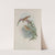 Calamoherpe palustris. Marsh-Warbler. (1862-1873) by John Gould