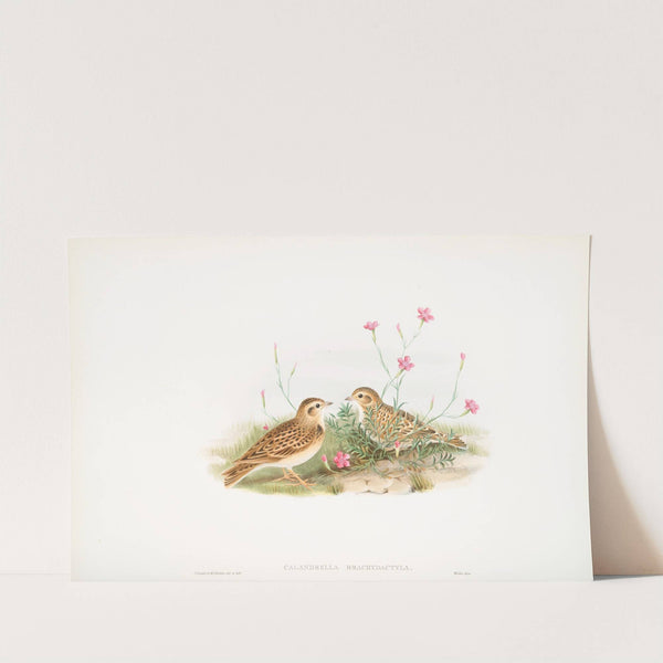 Calandrella brachydactyla. Short-toed Lark. (1862-1873) by John Gould