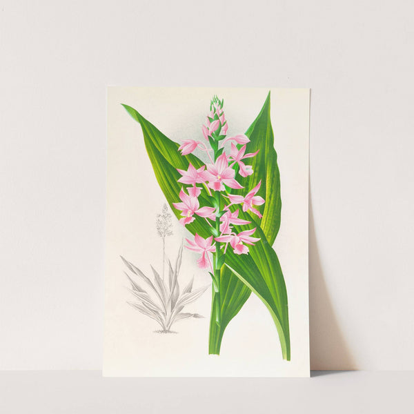 Calanthe Masuca (1885-1906) by Jean Jules Linden