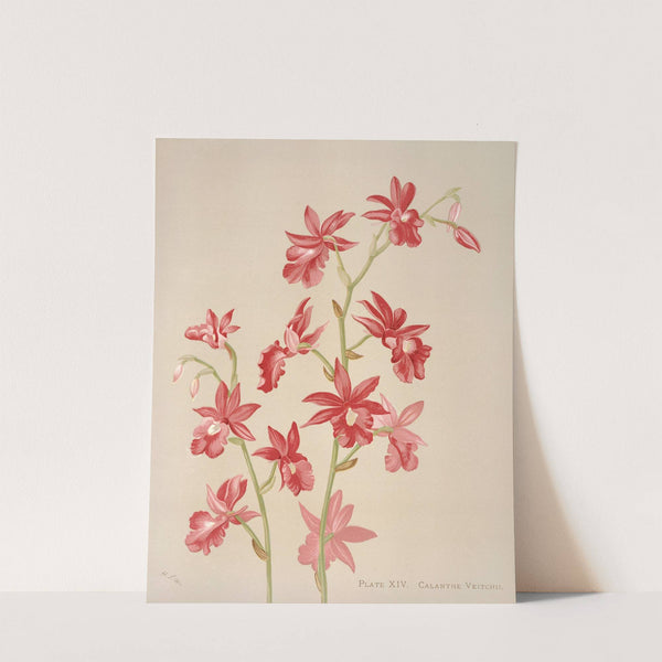 Calanthe Veitchii by Harriet Stewart Miner