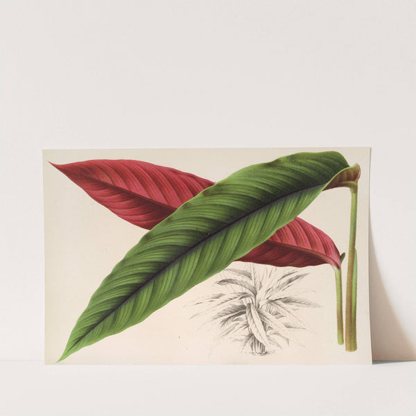 Calathea (Maranta) nigro-costata by Charles Antoine Lemaire