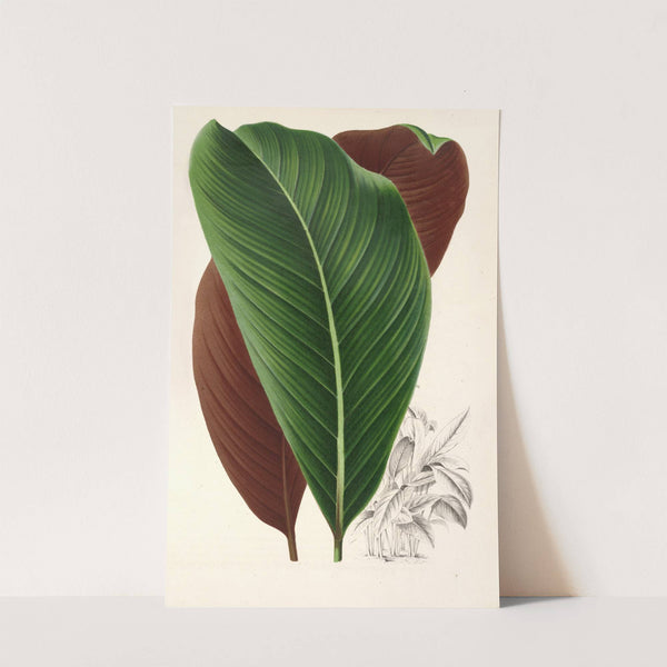 Calathea pacifica by Charles Antoine Lemaire