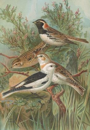 Calcarius lapponicus, Plectrophenax nivalis