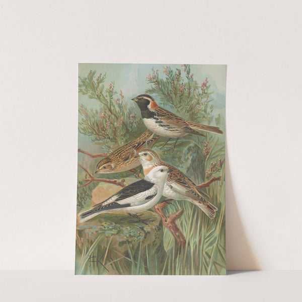 Calcarius lapponicus, Plectrophenax nivalis by Johann Friedrich Naumann