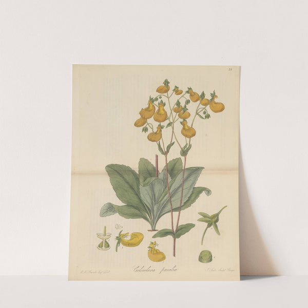 Calceolaria paralia (1823) by William Jackson Hooker