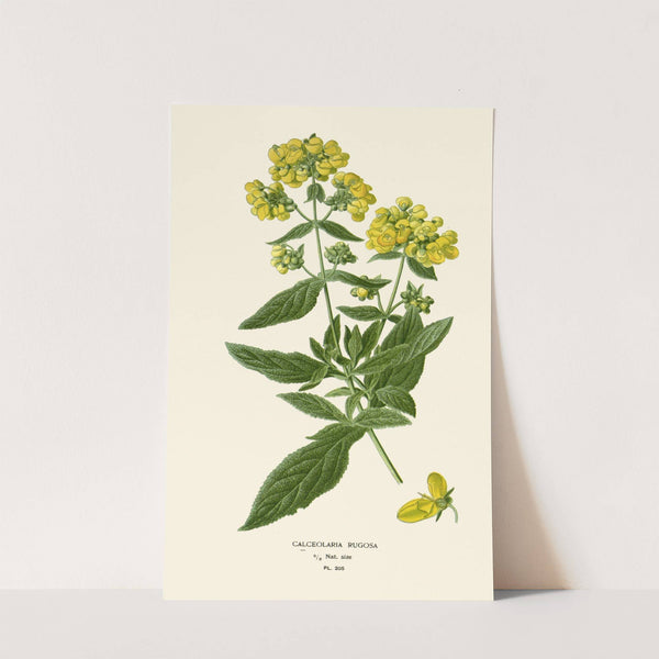 Calceolaria Rugosa (1896-1897) by Edward Step