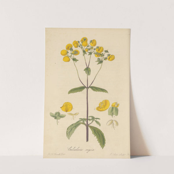 Calceolaria rugosa (1823) by William Jackson Hooker