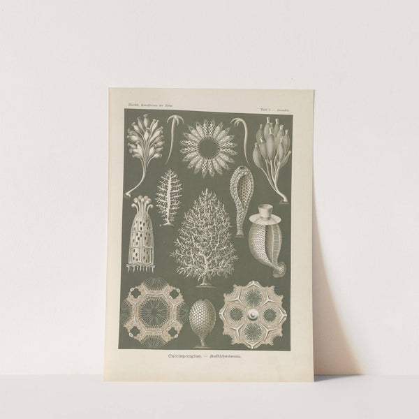 Calcispongiae. - Kalkschwämme by Ernst Haeckel