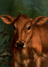 Calf’s Head