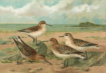 Calidris arenaria, Limicola platyrhyncha (Temm.)