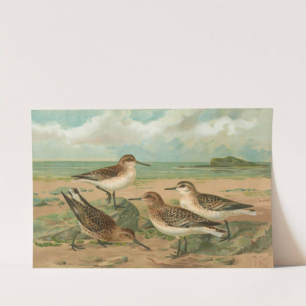 Calidris arenaria, Limicola platyrhyncha (Temm.) by Johann Friedrich Naumann