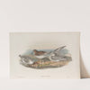 Calidris arenaria. Sanderling. (1862-1873) by John Gould