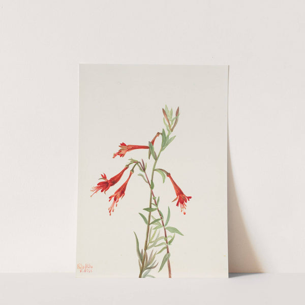 California Fuschia (Zauschneria californica) (1936) by Mary Vaux Walcott