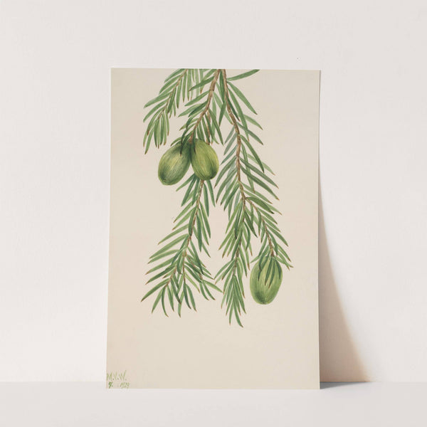 California Nutmeg (Tumion californicum) (1929) by Mary Vaux Walcott