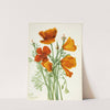 California Poppy (Eschscholtzia californica) (1935) by Mary Vaux Walcott