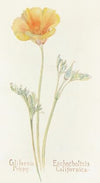 California Poppy