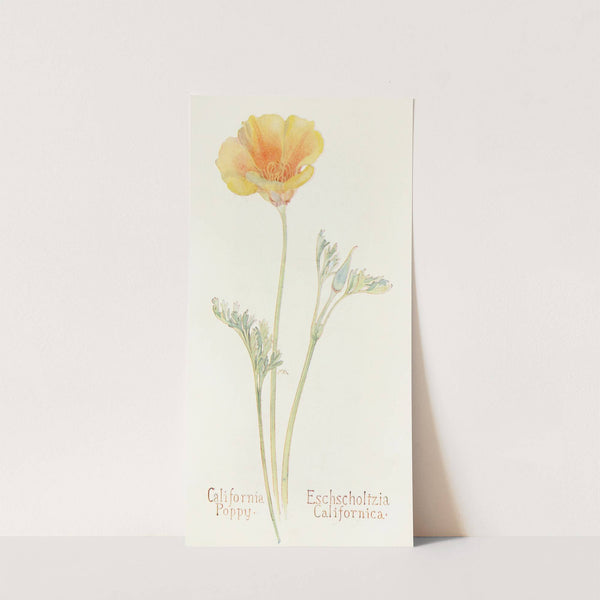 California Poppy by Margaret Armstrong