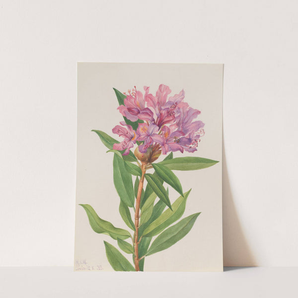 California Rose-Bay (Rhododendron californicum) (1933) by Mary Vaux Walcott
