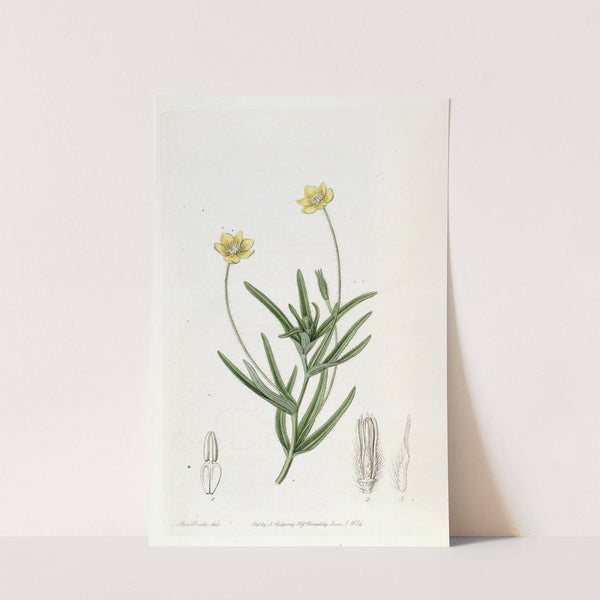 Californian Platystemon by Sydenham Edwards