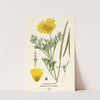 Californian Poppy (1896-1897) by Edward Step