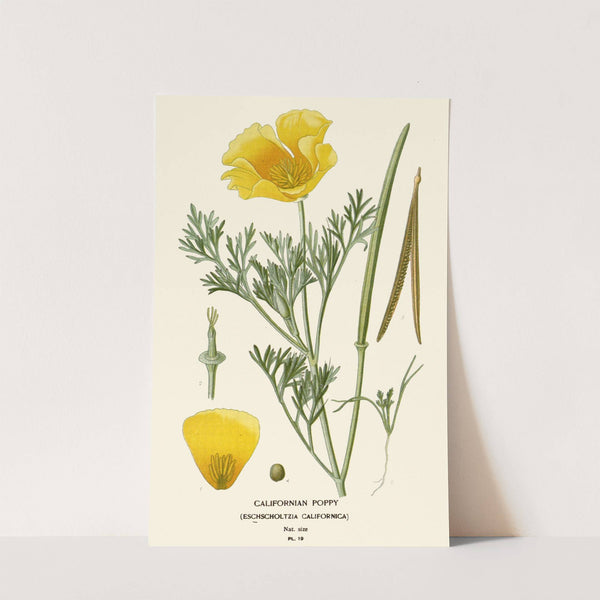 Californian Poppy (1896-1897) by Edward Step