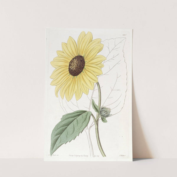 Californian Sun-flower by Sydenham Edwards