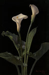 Calla Lilies