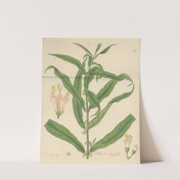 Callicarpa longifolia (1823) by William Jackson Hooker