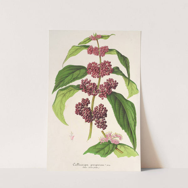 Callicarpa purpurea (1854-1896) by Charles Antoine Lemaire