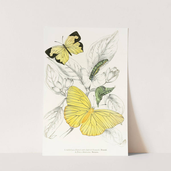 Callidryas Eubule, Terias Mexicana by James Duncan