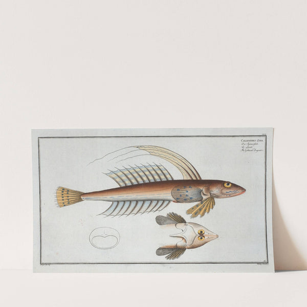 Callionymus Lyra, The Gemmeous Dragonet. (1785-1797) by Marcus Elieser Bloch