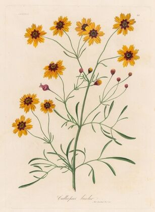 Calliopsis bicolor (1818-1824)