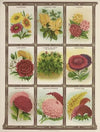 Calliopsis, Canary vine, Canna, Carnation….. (1921)