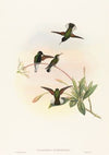 Callipharus nigriventris (Black-bellied Hummingbird)
