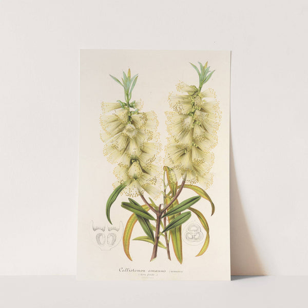 Callistemon amœnus by Charles Antoine Lemaire