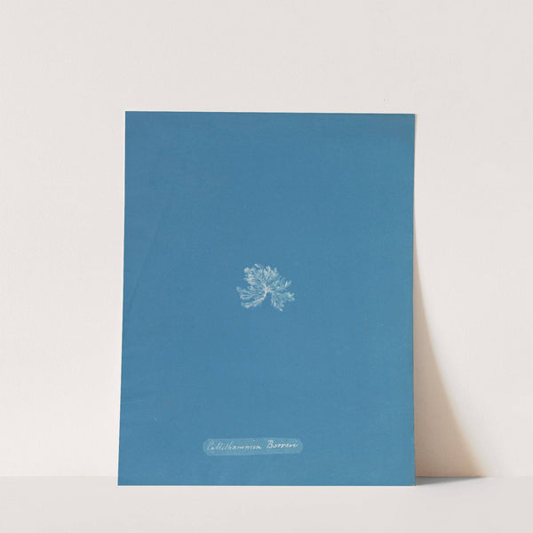 Callithamnion Borreri by Anna Atkins
