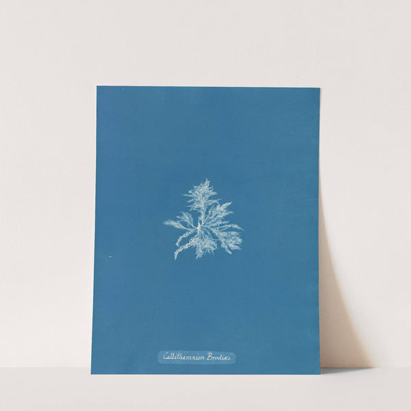 Callithamnion Brodiæi by Anna Atkins