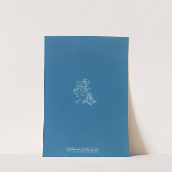 Callithamnion Hookeri. var. by Anna Atkins