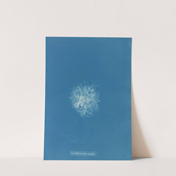 Callithamnion roseum by Anna Atkins