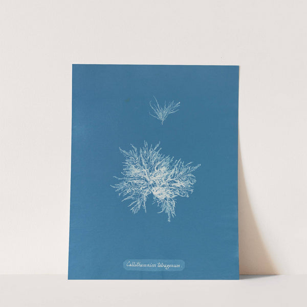 Callithamnion tetragonum by Anna Atkins
