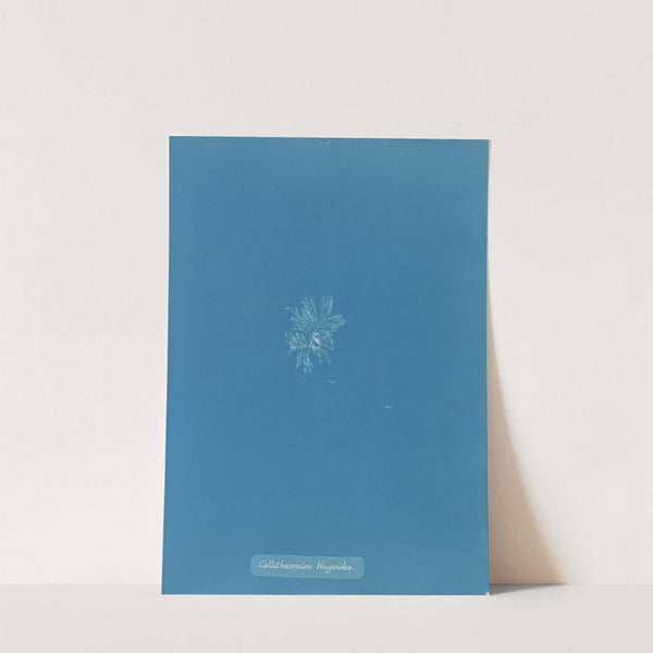 Callithamnion thuyioides by Anna Atkins