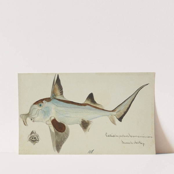 Callorhynchus milii (Tas) : Elephant fish by Frank Edward Clarke
